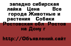 западно сибирская лайка › Цена ­ 0 - Все города Животные и растения » Собаки   . Ростовская обл.,Ростов-на-Дону г.